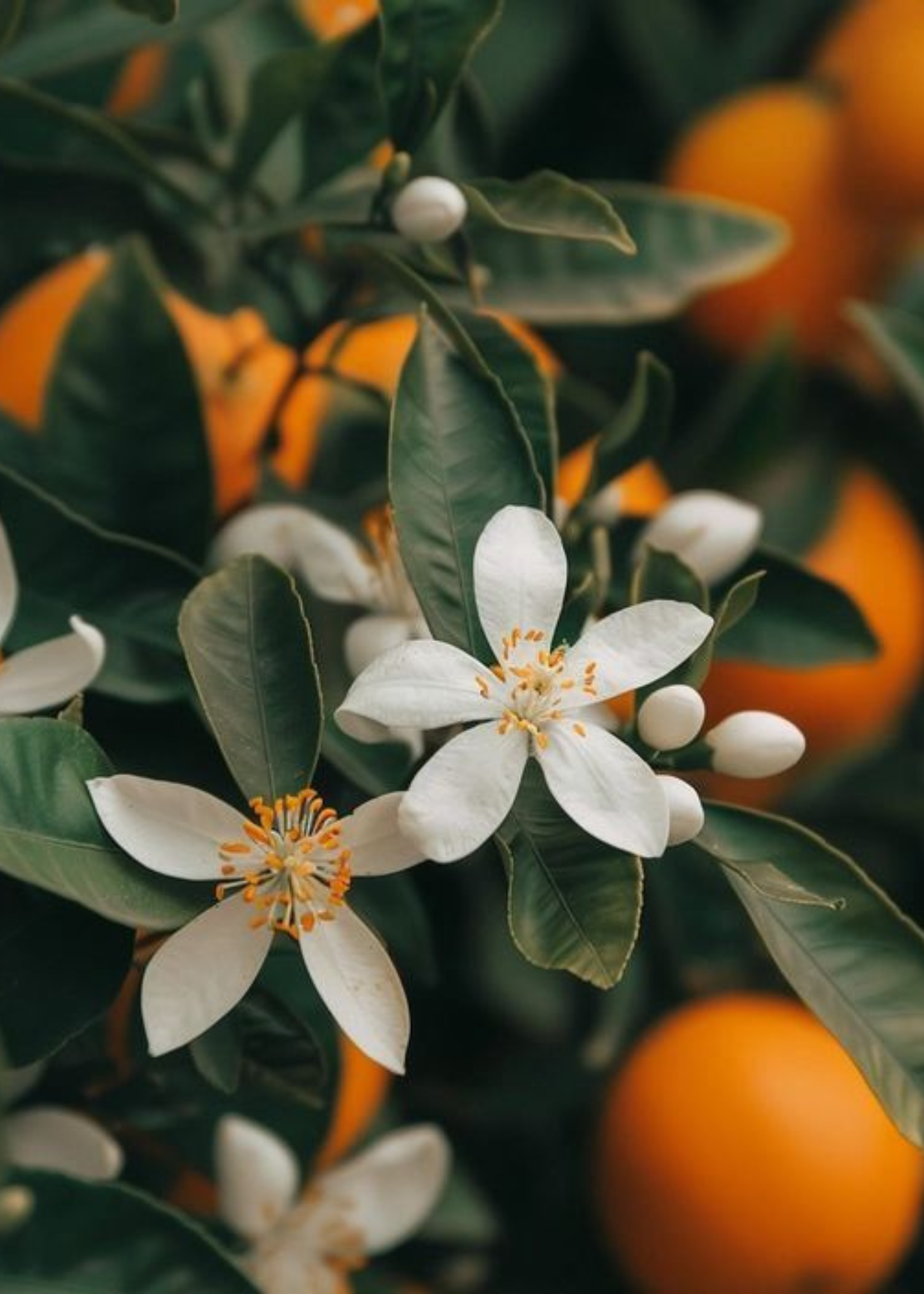 Classic Cluub Candle in Orange Blossom