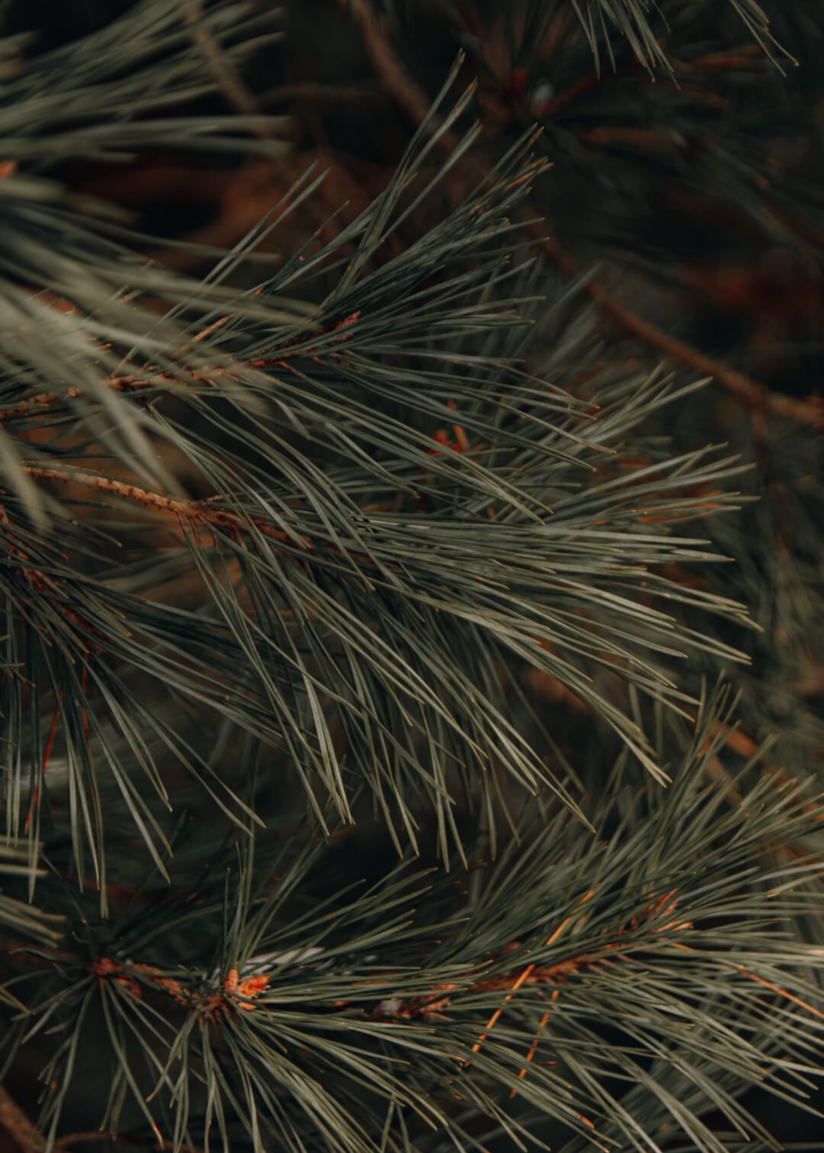 Pine as used in The Candle Cluub's Classic Cluub Candle in Fresh Wood